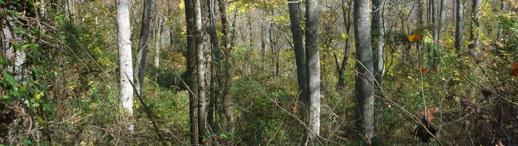 inches Stocking: variable Average Basal Area: 30 170 square feet Slope: Average: 38% Aspect: North facing cove Resource Description: This upland hardwood stand has a mix of pole timber and saw timber