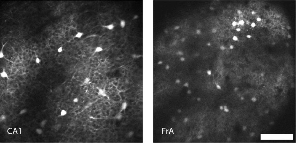 Supplementary Figure 2 Simultaneously acquired images of hippocampal area CA1 and the frontal association area (FrA) in an