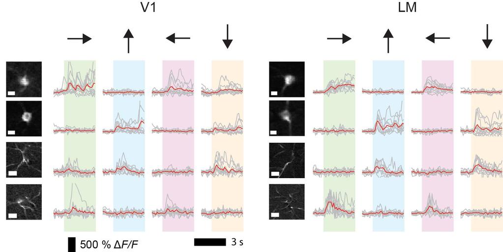 Supplementary Figure 6 Cell bodies and neuronal processes in both V1 and LM show orientation tuning in their Ca 2+ transient responses to moving grating visual stimuli.