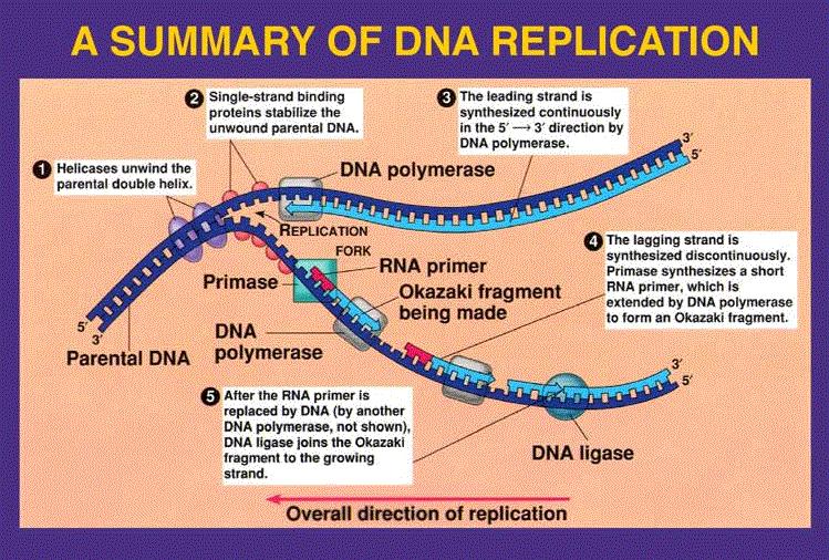 - DNA polymerase III extends RNA primer and continues the synthesis of the leading strand 5 prime to 3 prime.