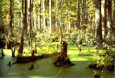 Swamps dominated by trees and shrubs (woody