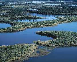 The Disappearing Wetlands loss of 70,000-90,000 acres per year in the U.S.