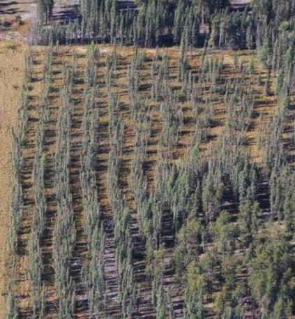 Black Spruce Several mulch sites have been planned and created for experimental burns