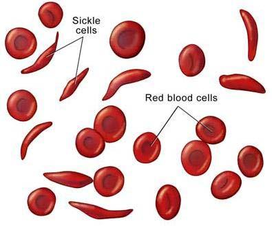 - more than two alleles that control a trait. blood type In humans, is a trait that has alleles. What is the genotype(s) of the following phenotypes?