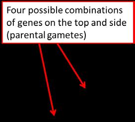 Combine the two gametes the same way you do with a monohybrid cross to complete the large Punnett square.