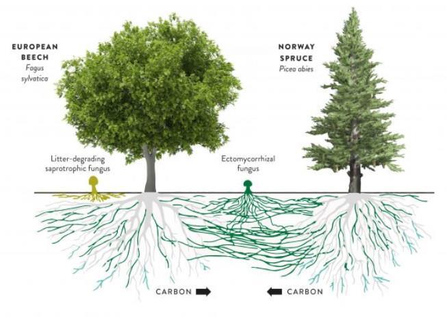 Communication cont d Trees use soil fungi to communicate Mycorrhizae play major role in