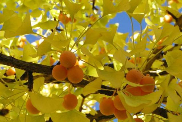Placement awareness cont d Ginkgo (Ginkgo biloba), a deciduous tree The oldest seed