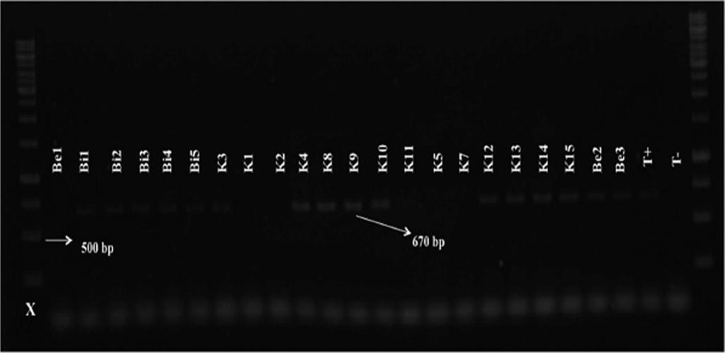 312 Janati et al. Table 2. Primers used for molecular identification of root-knot nematode (Zijlstra et al., 2000) Name of primer Species Fragment (bp) Primer sequences (5-3) Fjav/Rjav M.