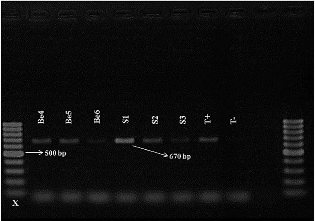 Meloidogyne spp. in Morocco 313 Fig. 3. Amplification product (670 bp) with Fjav/Rjav primers on Meloidogyne population from the Souss region of Morocco.