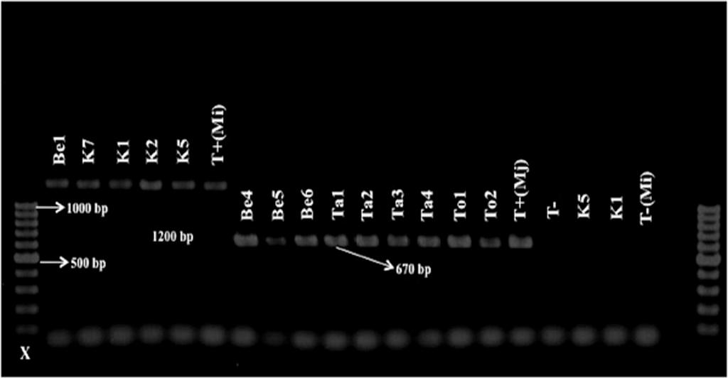 No PCR products were obtained from the negative control lacking nematode DNA template. Using the species-specific primers, two RKNs (M. javanica and M.