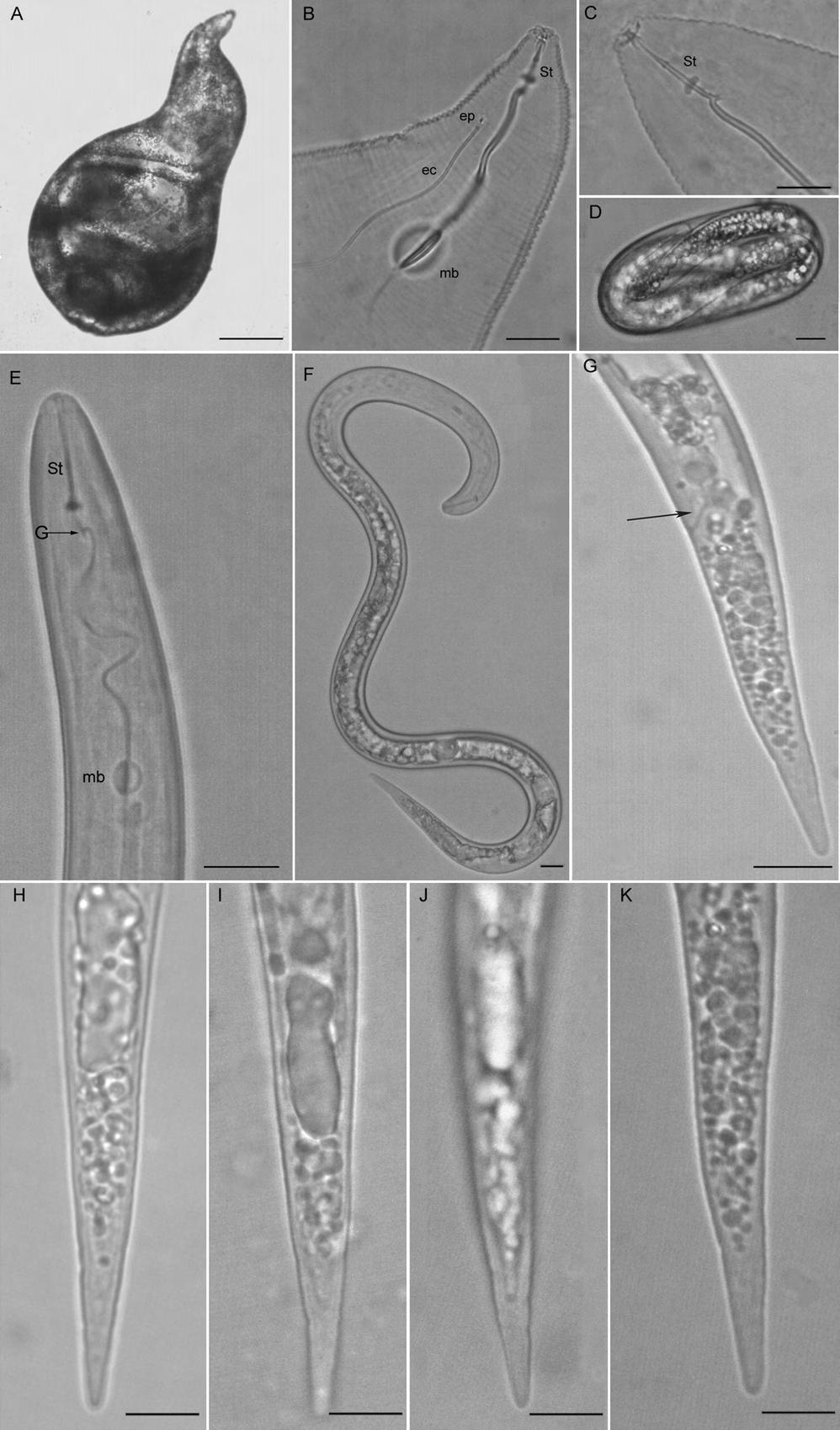 Meloidogyne arenaria from Argentina: García and Sánchez-Puerta 295 FIG. 2. Micrographs of females (A-C), eggs (D) and second-stages juveniles (E-K) of Meloidogyne arenaria from Argentina.