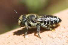 What type of bees are used for pollination Honeybees (Apis mellifera) Bumblebees (Bombus