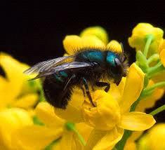 What type of bees are used for pollination