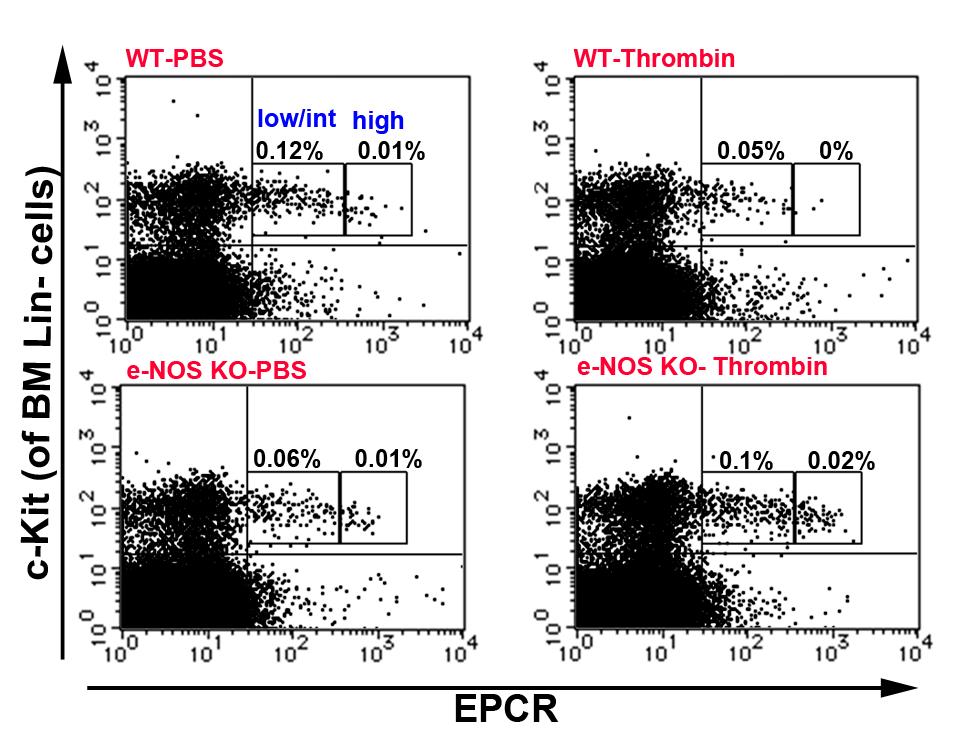 Thrombin fails to induce EPCR high shedding in enos deficient mice A. B.