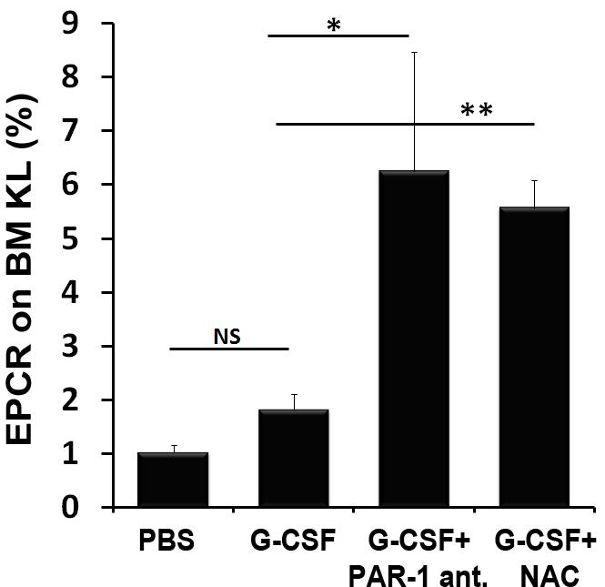 The involvement of PAR-1 in G-CSF induced HSPC mobilization Yes, co-administration of G-CSF with NAC or PAR-1 antagonist increased the levels of