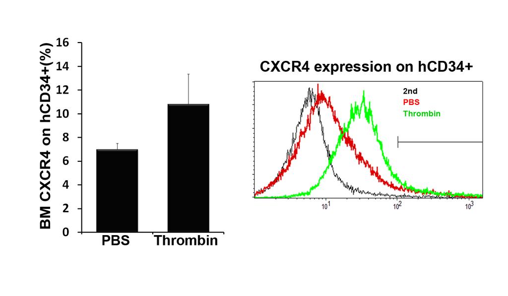 Thrombin augments CXCR4 expression on human CD34+ HSPC in a chimeric mouse model A.
