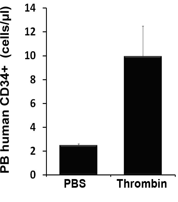 Thrombin induces rapid