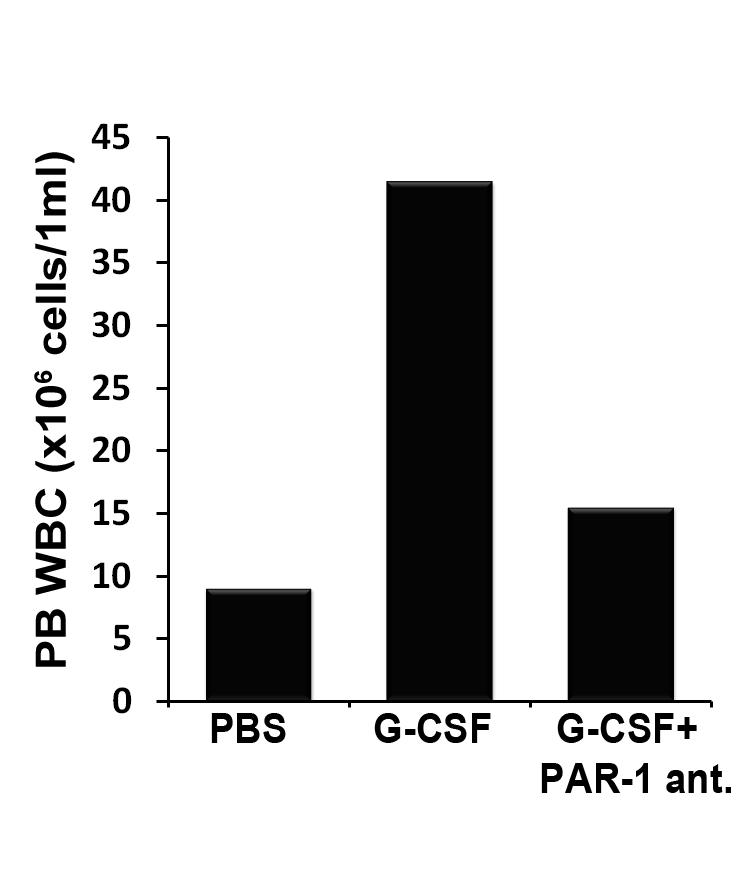 The involvement of PAR-1 signaling in G-CSF