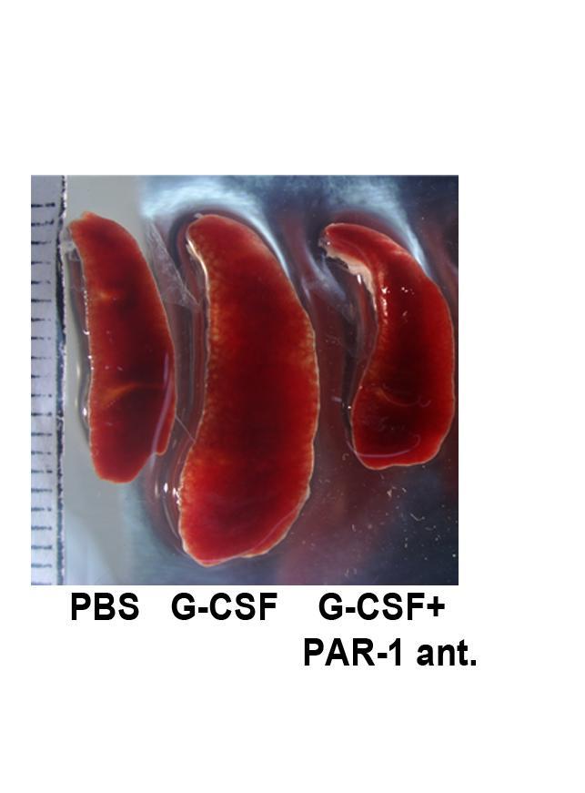 in BM CD34+ cells.