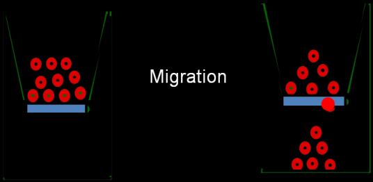 preferentially impairs progenitor migration toward