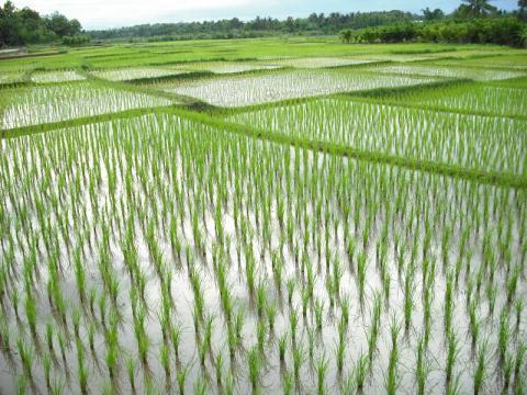 Future risks of climate change in Asia Water scarcity is expected to be a major challenge due to increased water demand and lack of good management Higher temperatures can lead to lower rice yields.