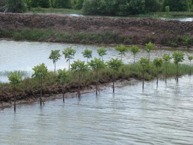INITIAL RESULTS Mangrove trees are growing