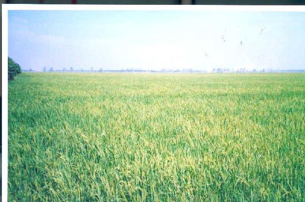 rice crop WS SA - AW Main rice-based cropping systems in the MD Reproductive stage Ripening stage