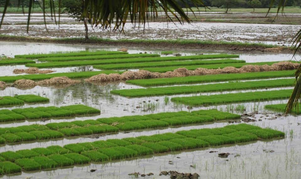 Why synergies: Adaptation and Mitigation Climate change impacts on agriculture and food security Agriculture sector contributes to 14% of GHG emissions globally In Vietnam for ex: GHG emissions from