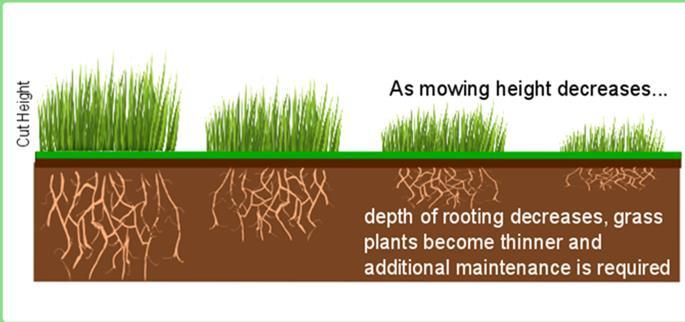 Forested versus Grass Buffers Vegetation removes metals, nutrients, and other chemicals from