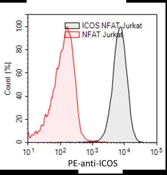 Figure 3. FACS Analysis of Cell Surface Expression of ICOS in ICOS/NFAT Reporter- Jurkat cells.
