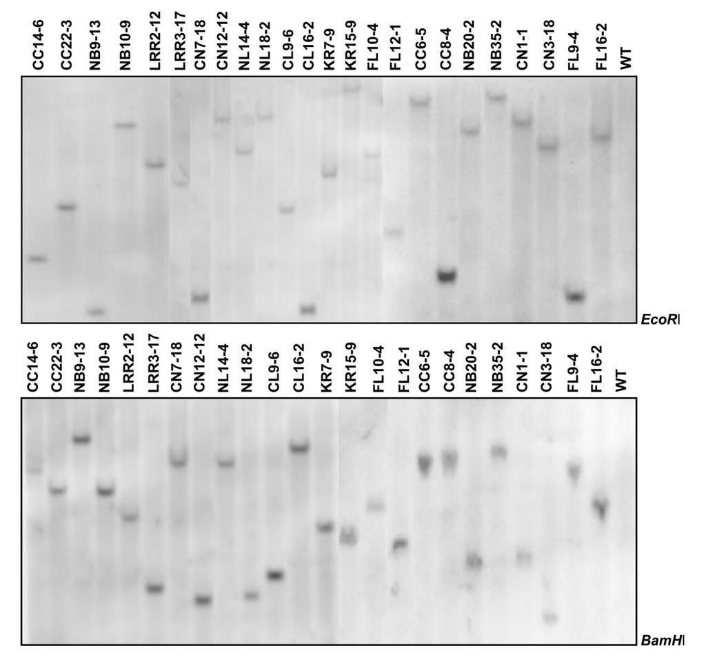 1 2 3 4 Supplemental Figure 1. DNA gel blot analysis of homozygous transgenic plants. (Supports Figure 1.) 5 6 7 8 Rice genomic DNA was digested with the restriction enzymes EcoRⅠ and BamHⅠ.