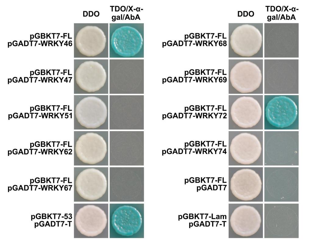 146 147 148 149 150 151 152 153 154 Supplemental Figure 11. Screening of several rice WRKY proteins with BPH14 identified two different BPH14 interactor clones (WRKY46 and WRKY72). (Supports Figure 7.
