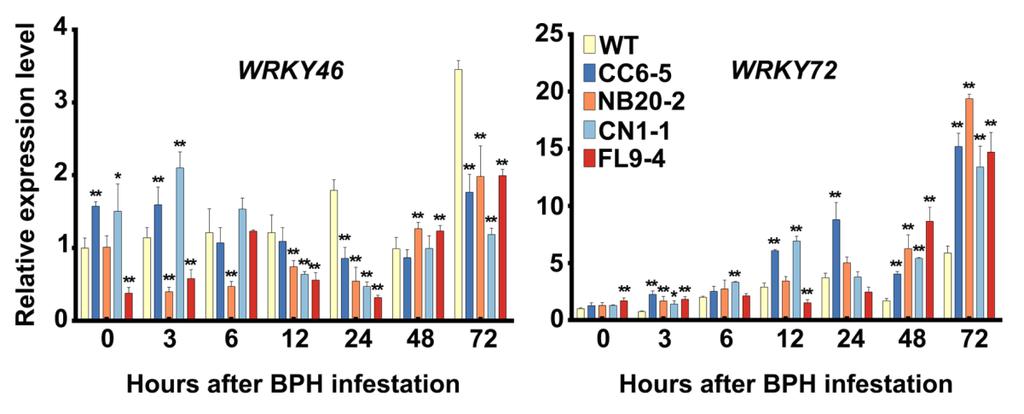 163 164 165 166 167 168 169 170 171 172 173 174 Supplemental Figure 13. Expression analysis of WRKY46 and WRKY72 in BPH14- and CC, NB, CN domain-expressing transgenic and WT rice. (Supports Figure 7.