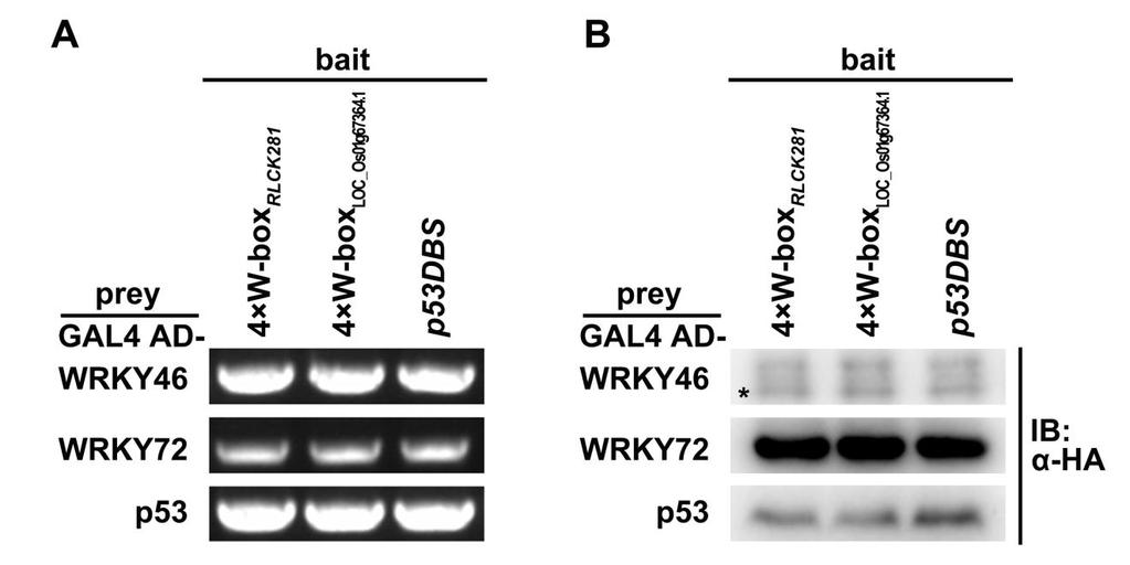 188 189 190 191 192 193 194 195 196 Supplemental Figure 15. Verification of DNA bait and prey proteins in yeast. (Supports Figure 9.) (A) Verification of DNA baits in the yeast genome.