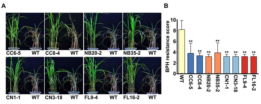 46 47 48 49 50 51 52 53 54 55 56 57 58 Supplemental Figure 5. BPH-resistance test of BPH14- and CC, NB, CN domain-expressing transgenic and WT rice. (Supports Figure 1.