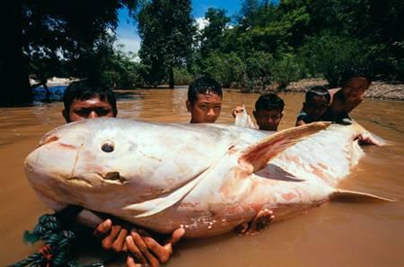 Giant catfish Battery of Asia 30,000 MW hydropower potential approx 50% on Mekong