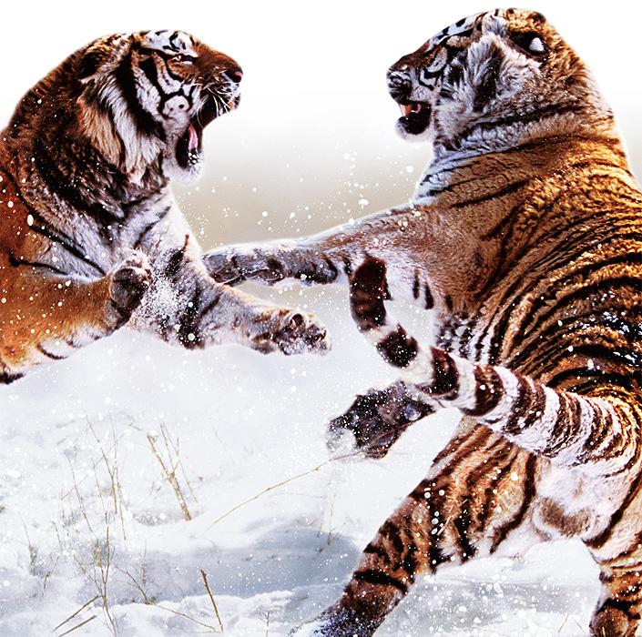 Competition and predation are two important ways in which organisms interact.