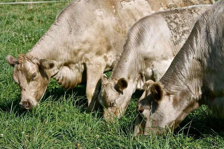 Grazing Improves Forage Quality Allows better quality