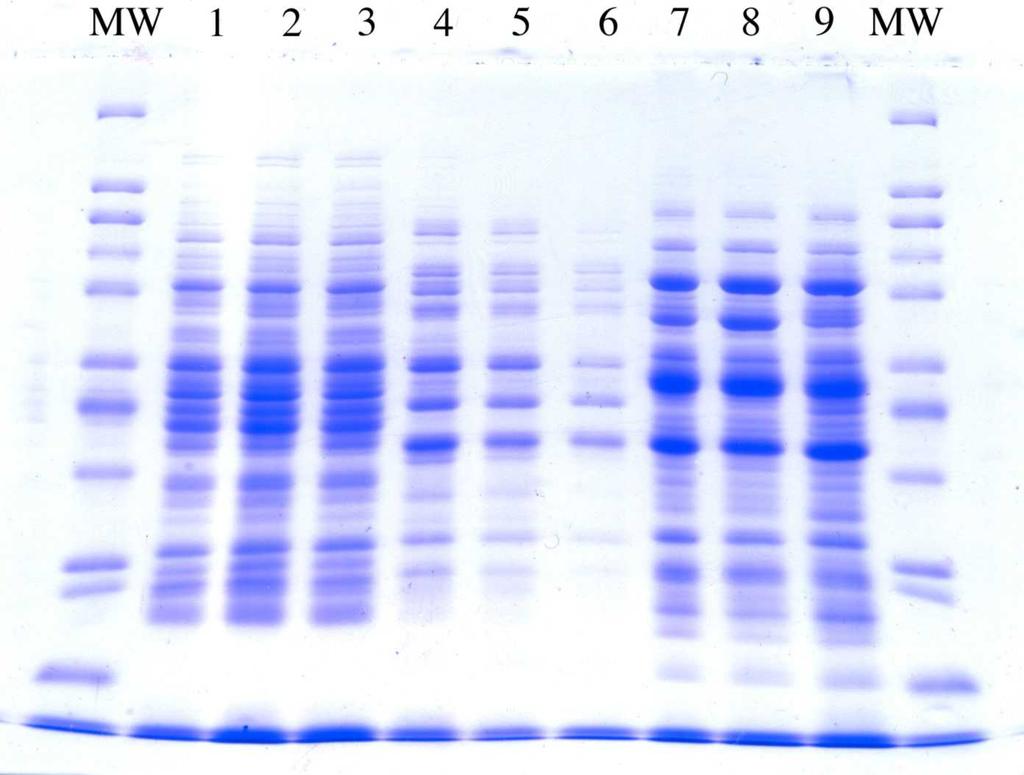 nm (brownish) to 595 nm (blue) basis for Bradford Assay; can be used