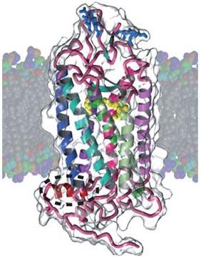 2 These two proteins exemplify characteristics that