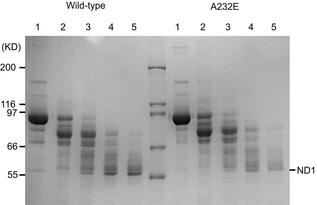 Figure S4: Limited proteolysis for wild-type p97 and p97 A232E.