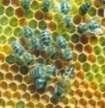 bee-families and 2400 female bees Minimum 1000 bee-families and 12000 female bees Optimum 3000