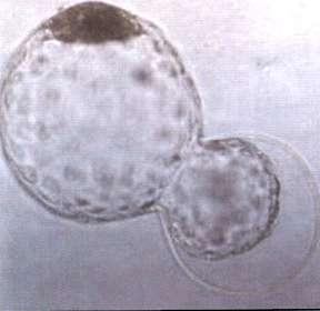 parthenogenetic embryos: - reception of chimeric embryos: -