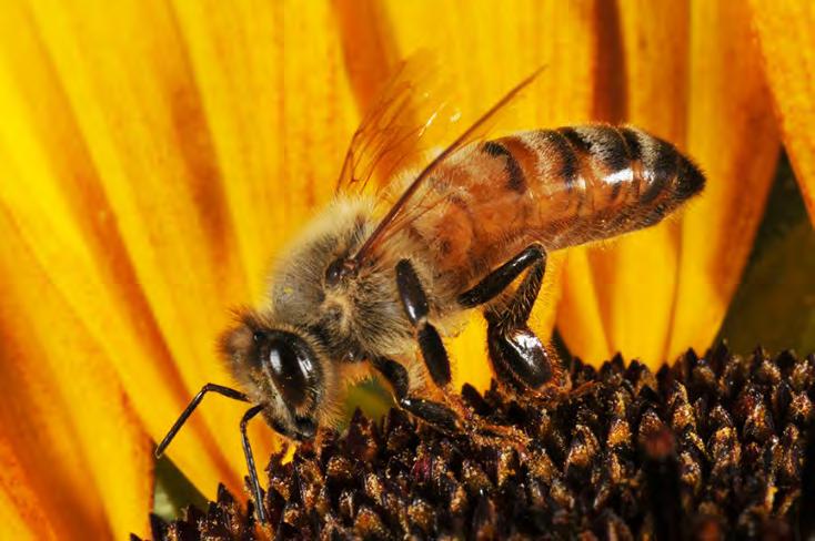 New Pollinator Regula0ons Rick Foster