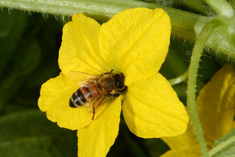 Pollinators and Vegetables Pollinators are
