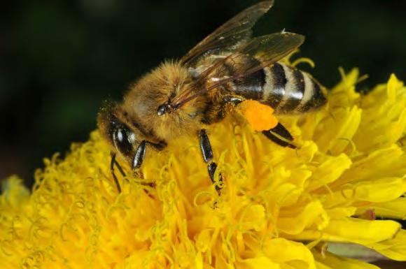 Threats to Honey Bees and Other