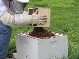 Imported bees housed in single hive boxes 3.