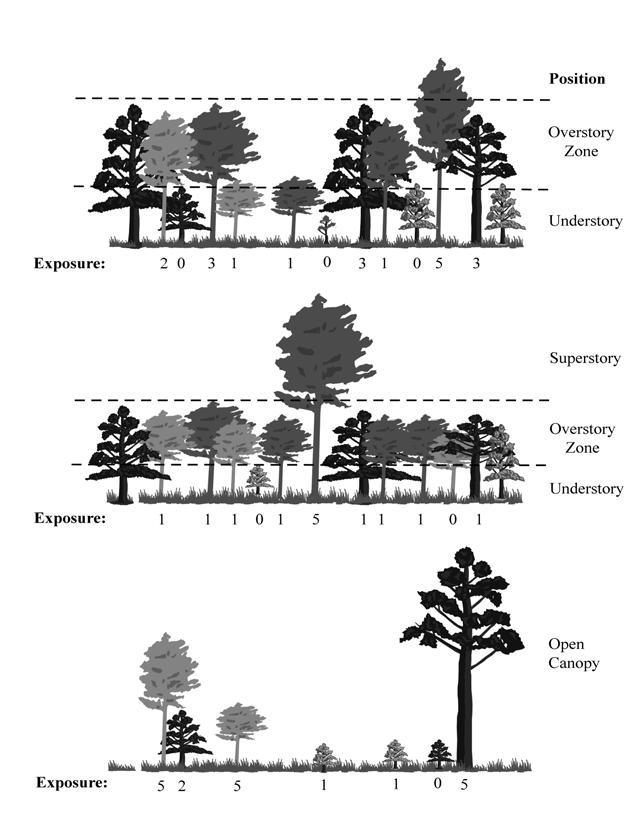 Figure 12-9. CROWN LIGHT EXPOSURE and CROWN POSITION. When collected: All live trees > 1.