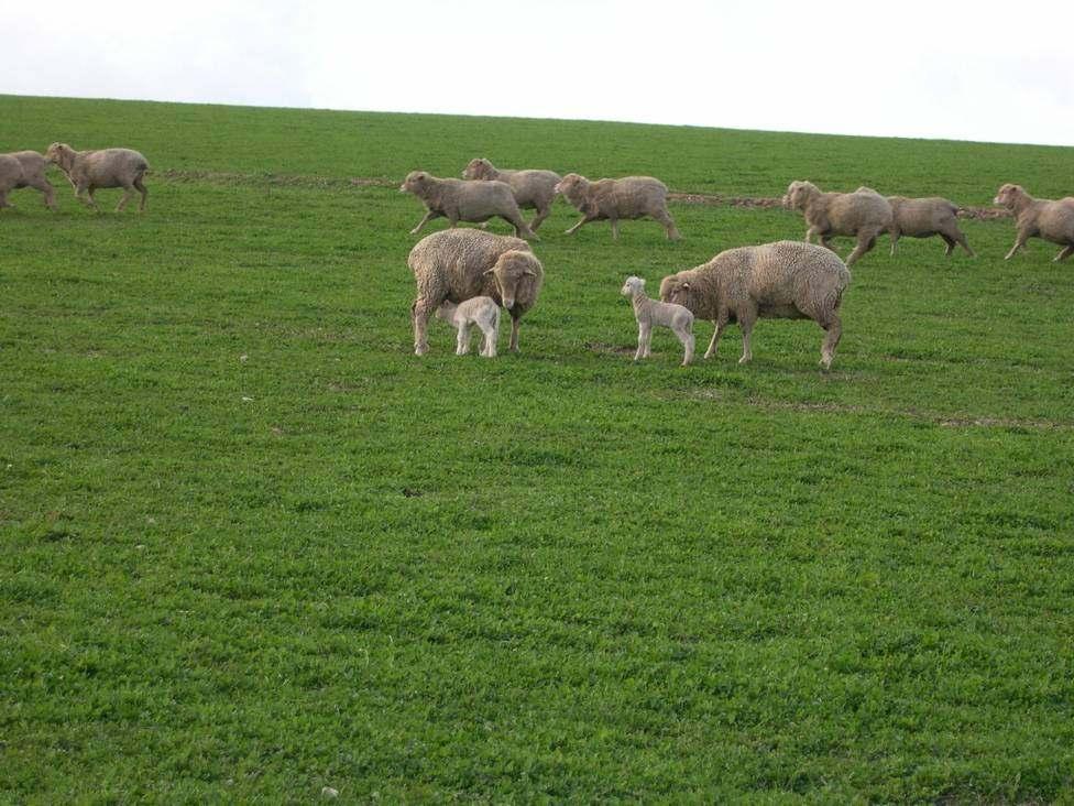 Sheep Clover Pastures (20%) Self