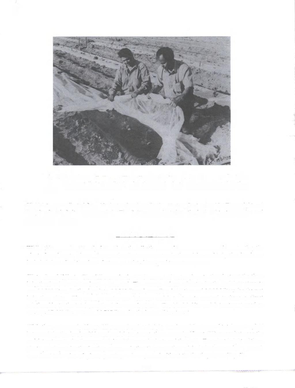 Fig 1. In order to exclude the whitefly and other insects, the non-woven floating covers were installed immediately after the squash plants were transplanted to the field.